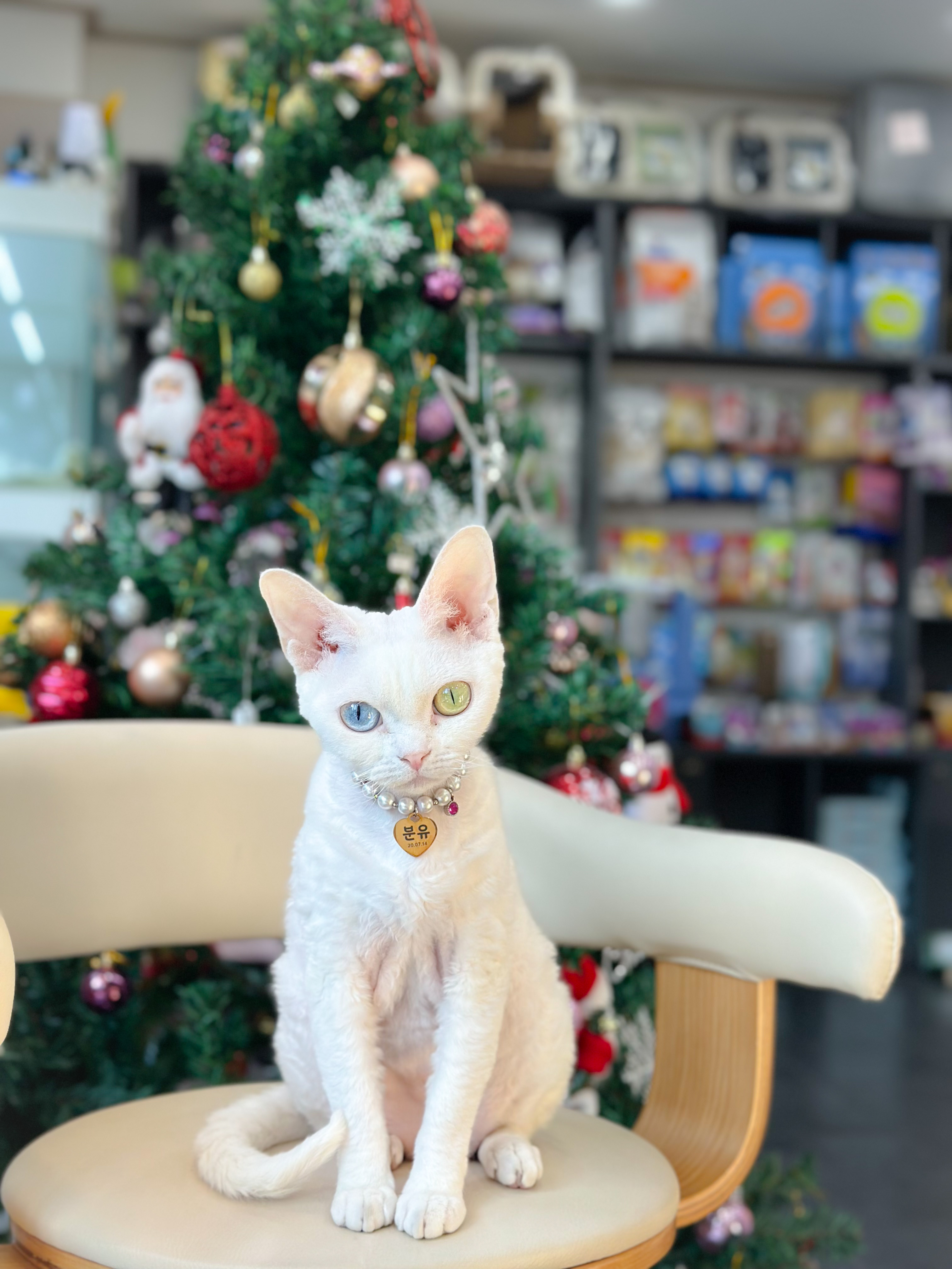 [원고형] 무냥무냥 대구 방촌점 (선정기한 연기)