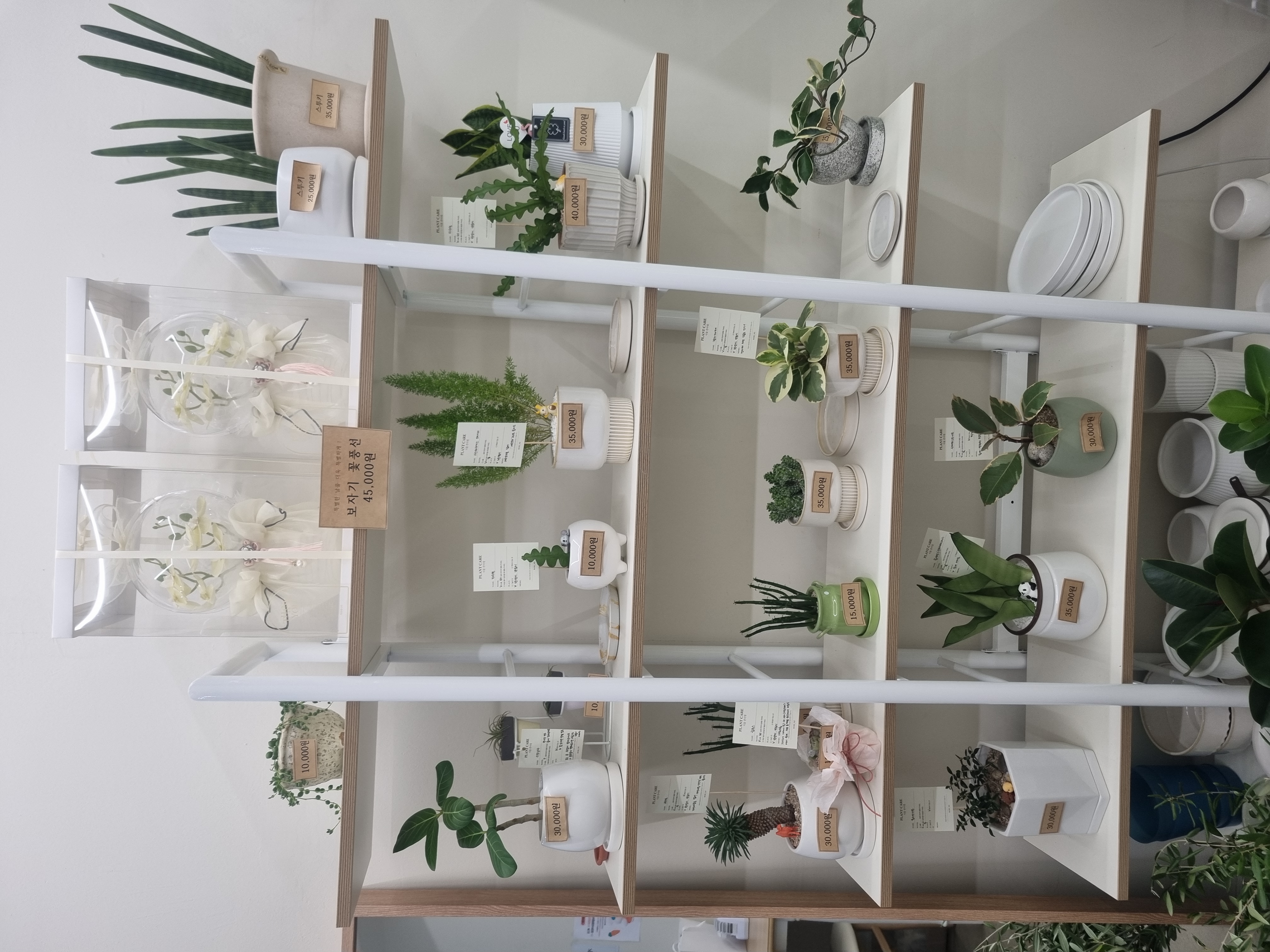 [경북] 로즈엔지플라워